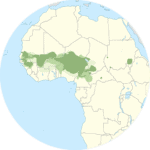 https://family.fit/wp-content/uploads/2020/07/fula-150x150.png